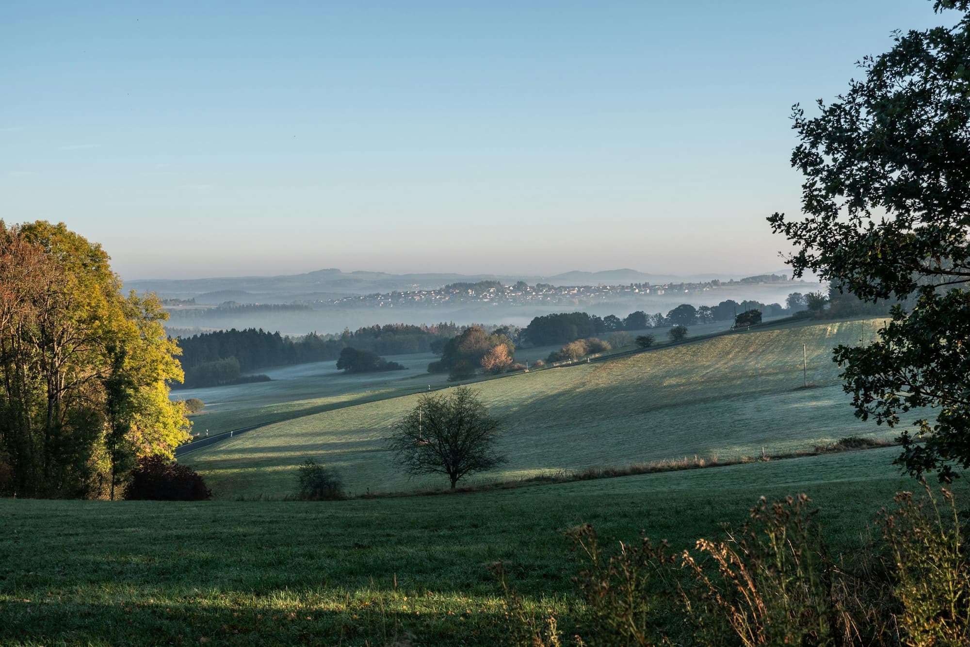 Early morning light over rolling green hills, with mist lying in the valley beyond a lone bare tree.